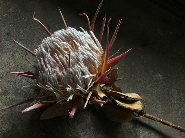 プロテア マディバのドライフラワー Purotea Madiba Memento Dried Flower Arrangement ドライフラワー 通販