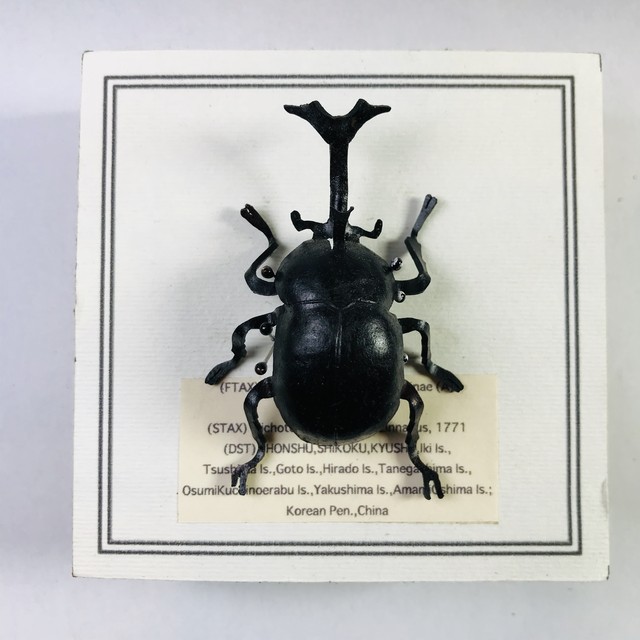 【たがや】 「カブトムシ」(B)