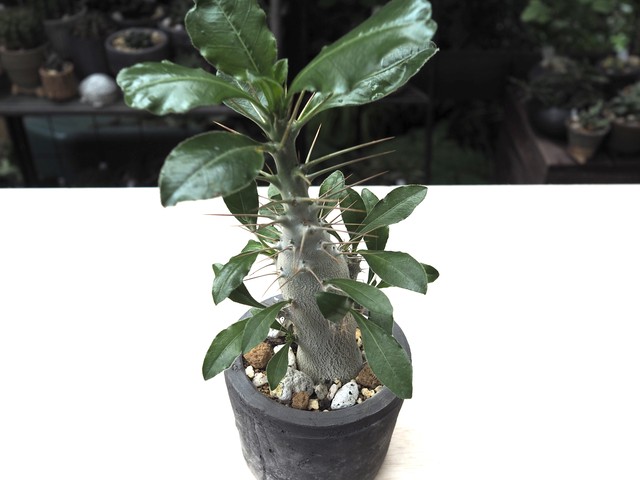 パキポディウム サンデルシー 多肉植物デイジーアンドビー