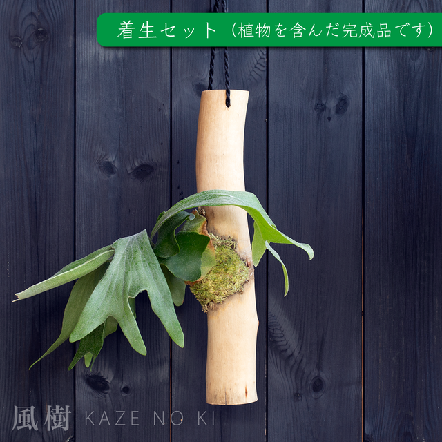 5 ビカクシダ着生セット ナラ材丸棒にビカクシダ コウモリラン を着生させました 風樹 Kazenoki エアプランツや着生蘭をオシャレに演出