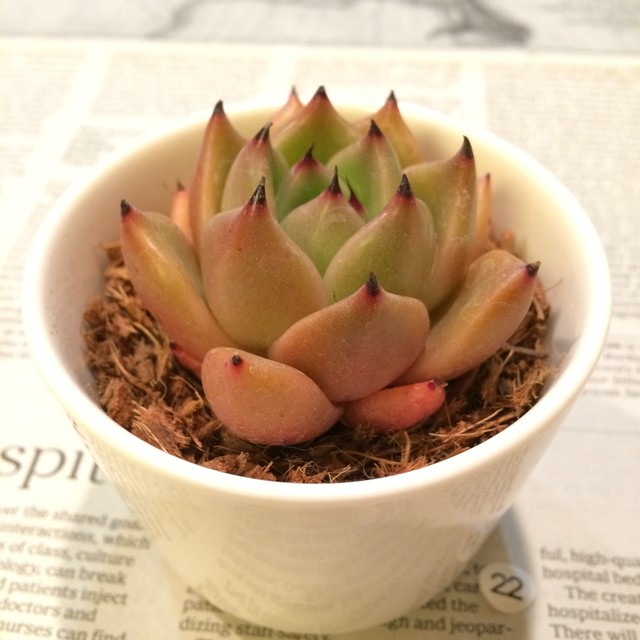 多肉植物 エケベリア ドナティー Echeveria Donati Hyb No 23 季心庵 きしんあん