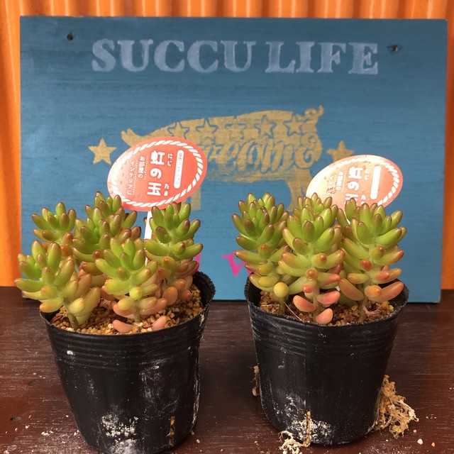 虹の玉 セダム 多肉植物 Melty Works 多肉植物 と Dulton プランター のお店