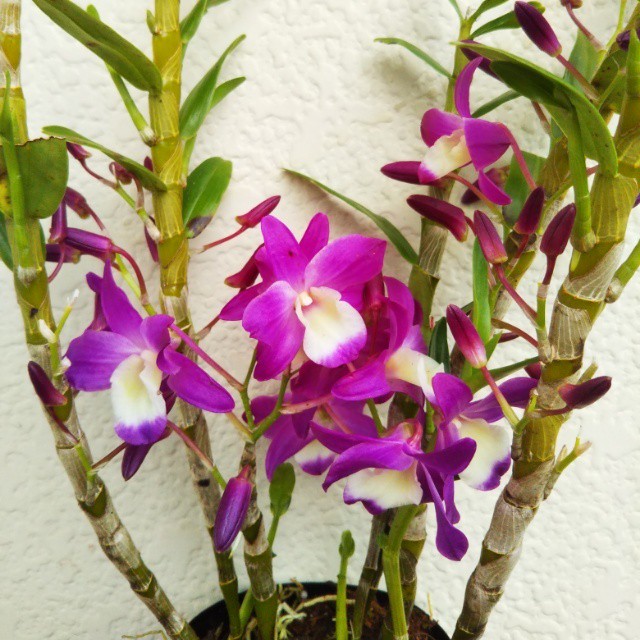 デンドロビューム紅9cmポット苗 Hanazukin 花ずきん 農家直送の花苗 シンビジュームの花束