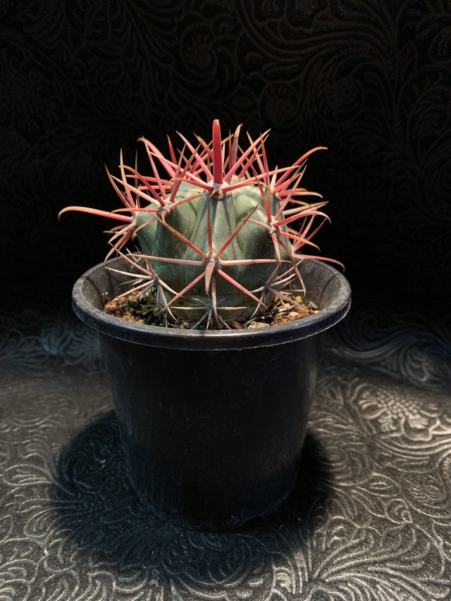 フェロカクタス 神仙玉 Hananoyume