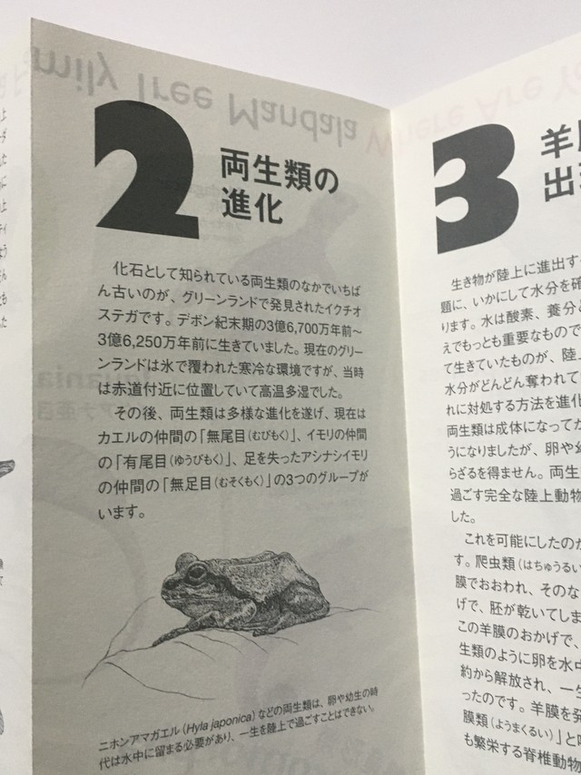 魚からヒトへの進化ポスター 折り畳み 疲れた時に眺めたい 系統樹マンダラ 四足動物編 両面特大ポスター A1判 折り畳みタイプ キウイラボ