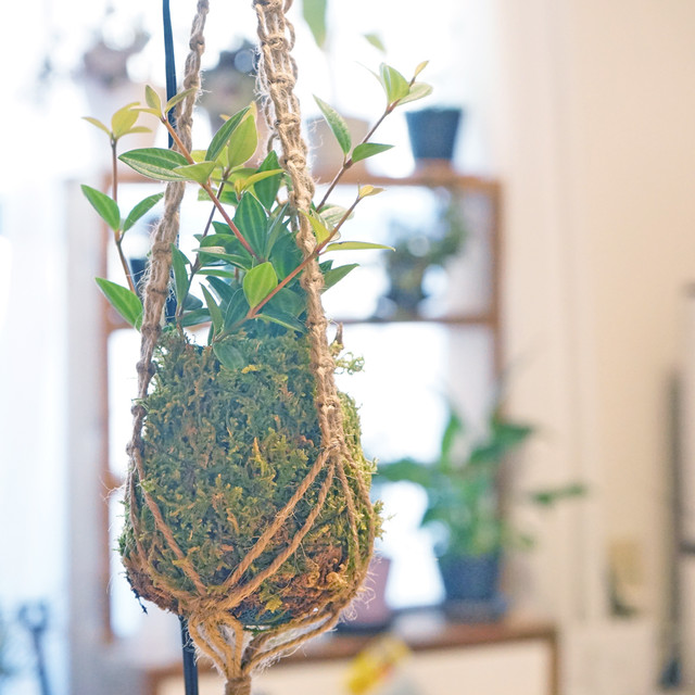 苔玉 アトモスフィア 苔をあしらった観葉植物や花草 苔玉などの通販