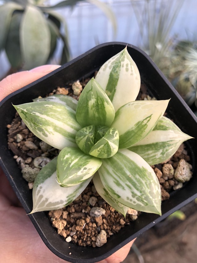 ハオルチア 宝草錦 極上斑 Palmhealing