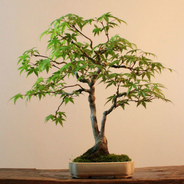 雑木盆栽 モミジ 盆栽と山野草の植物店 八百日 Yaoca Bonsai Plants