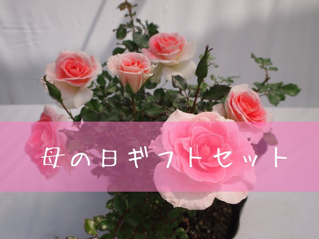 全国配送 ギフトセット ミニバラ鉢植え Rose Shop