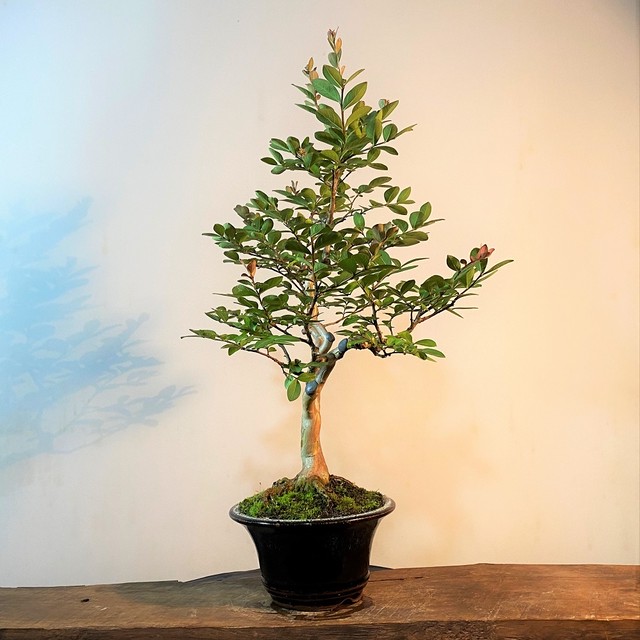 花物盆栽 サルスベリ 盆栽と山野草の植物店 八百日 Yaoca Bonsai Plants