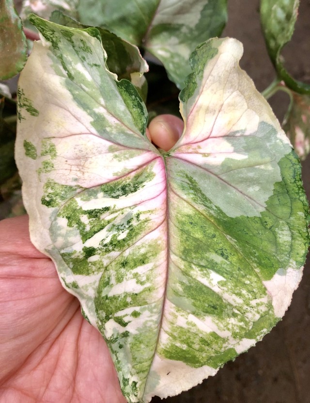 ラブリー希少 観葉 植物 すべての美しい花の画像