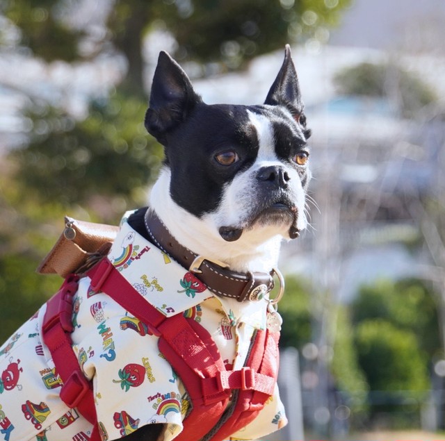 チャラ可愛い柄シャツ Off White ボストンテリア 犬服 Cheeky Dog