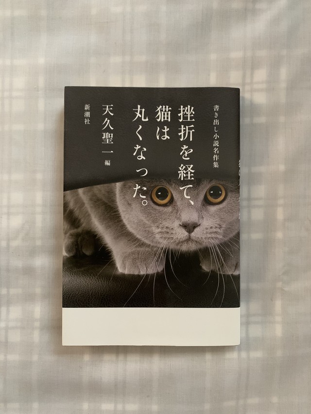 挫折を経て 猫は丸くなった 書き出し小説名作集 ほんのみせ マドカラ