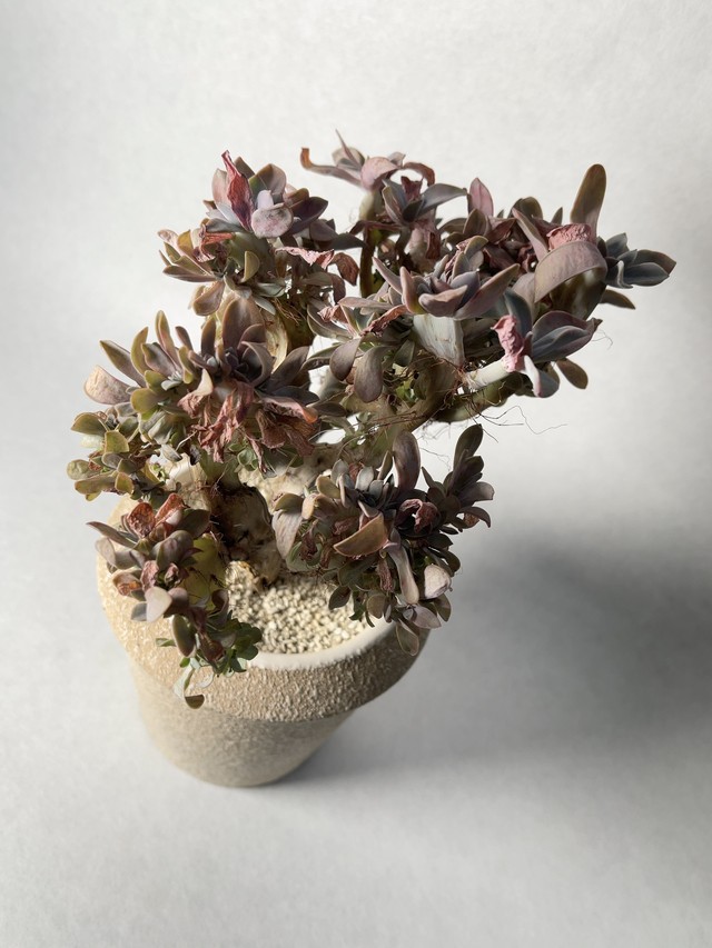 エケベリア セクンダ綴化 Trigger