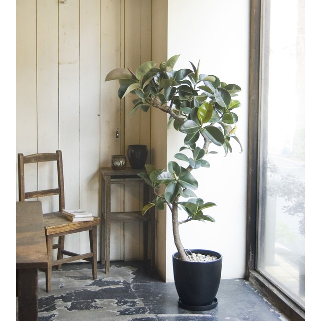 23区内限定配送 フィカス エラスティカ ソフィア Neo Green