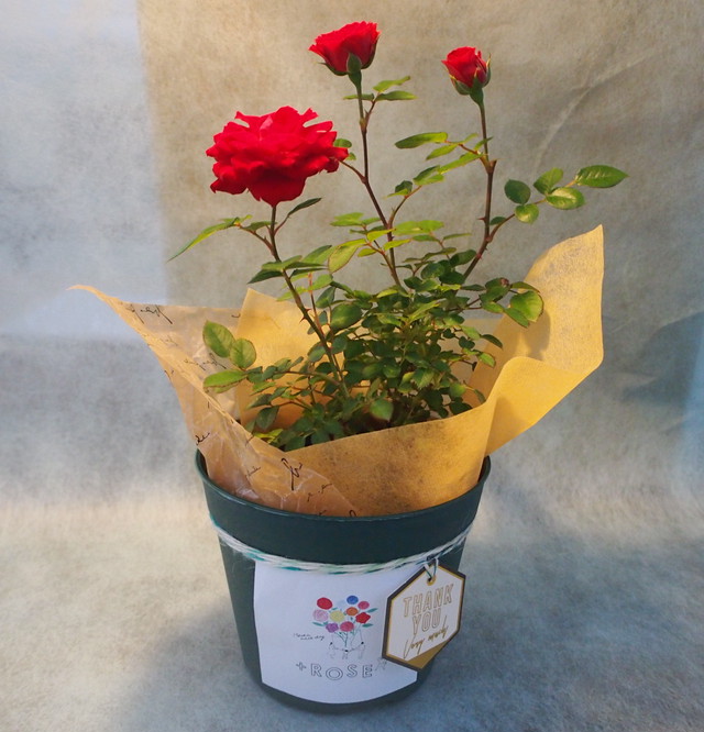 全国配送 ギフトセット ミニバラ鉢植え Rose Shop