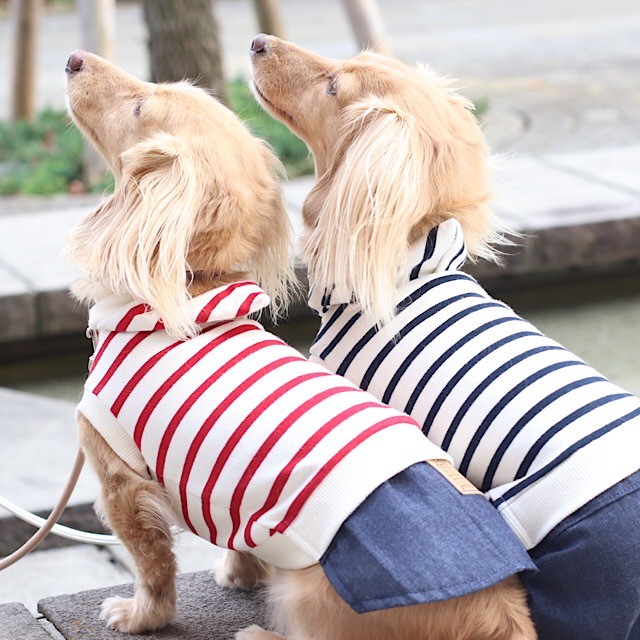 ワンピース カニンヘンダックスとミニチュアダックス専門のお洋服webショップ Rum Pino Couture