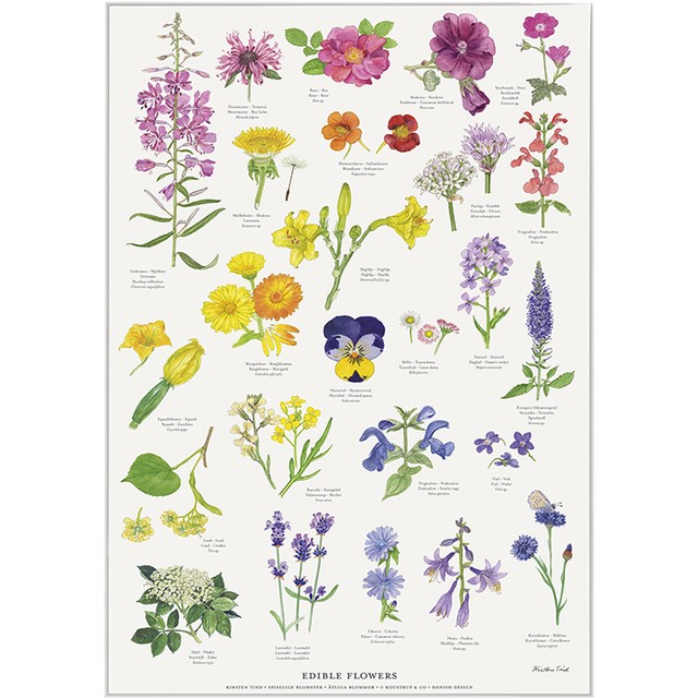 アート ポスター サイズ Koustrup Co Edible Flowers 食用可能な花 Koustrup Co Japan