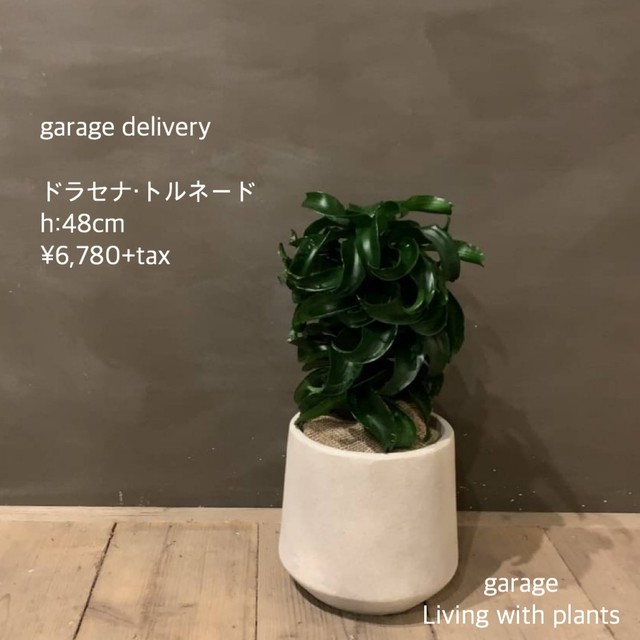 観葉植物 Garage Nagoya