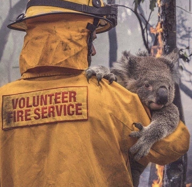 火事 オーストラリア 山 30年ぶりの大雨ですべての山火事が収束へ オーストラリア(森さやか)