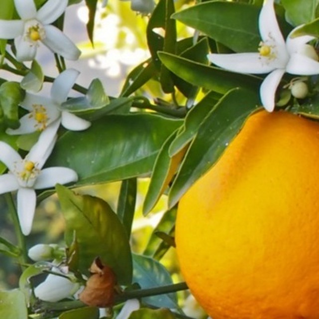 Miele オレンジ花の蜂蜜130g Il Ricottaro