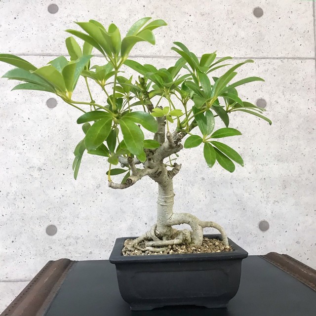 シェフレラ盆栽 観葉植物 S1 Bonsai 鉄と山 シェフレラ盆栽 観葉植物 S1 Bonsai 鉄と山