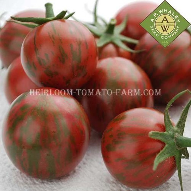 Heirloom Tomato Purple Bumble Bee エアルーム トマト パープル バンブル ビー 登録 契約栽培品種 やつデポ 八ヶ岳ボタニカルラボ