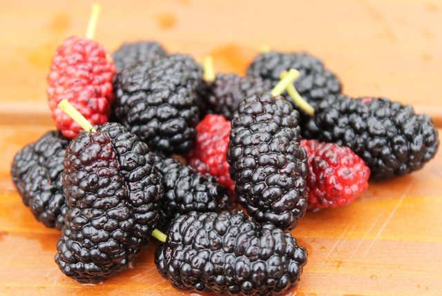 加工用 冷凍 桑の実 1 0kg 今年収穫の桑の実 エリスンストア