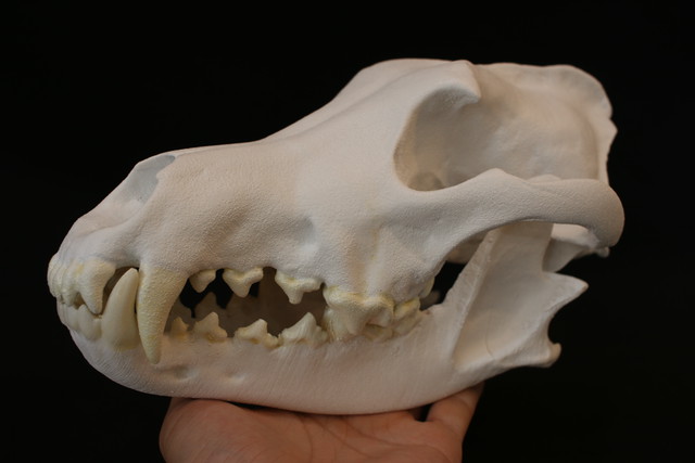 頭骨標本 オオカミ 頭骨模型 哺乳類 アンフィ合同会社