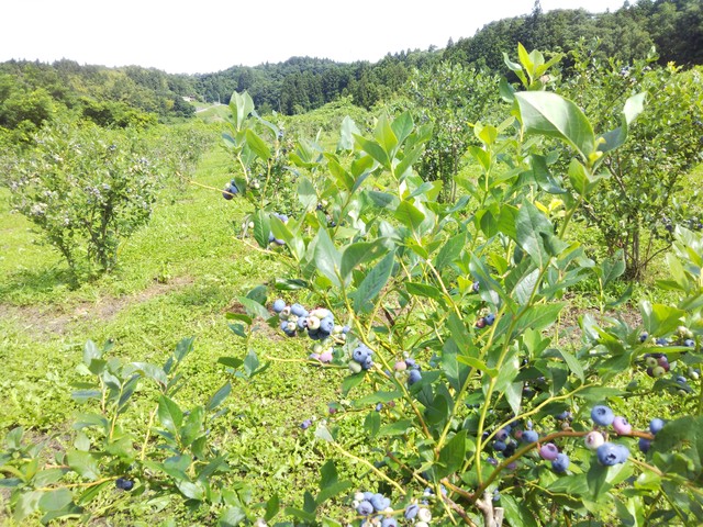 ブルーベリーシロップ ブルーベリー 草野農園 福島県玉川村