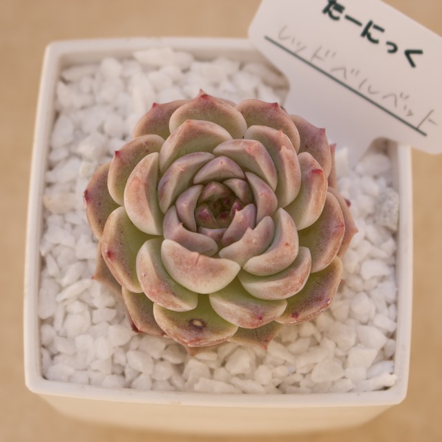 レッドベルベット 多肉植物 韓国苗 多肉植物専門店たーにっく