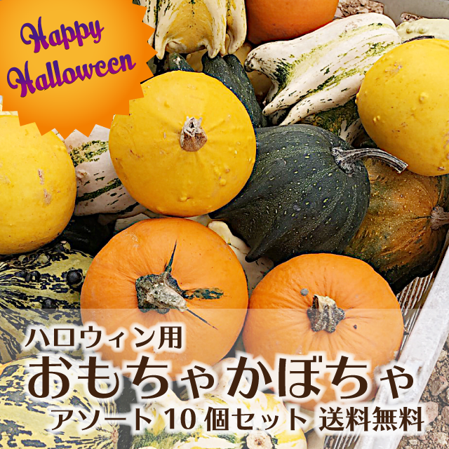 在庫処分セール ハロウィン おもちゃかぼちゃ アソート 10個セット 送料無料 組み合わせおまかせ 北海道産 長沼町 生かぼちゃ 観賞用 ディスプレイ 飾りつけ 収穫祭 おばけかぼちゃ クラフト材料 店舗様 法人様 まおい米店 北海道長沼町から新鮮で美味しいお米を