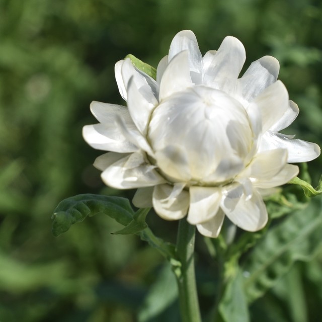 自家栽培 ヘリクリサム 帝王貝細工 ムギワラギク ドライフラワー ドライフラワー農家 Large Fleurir