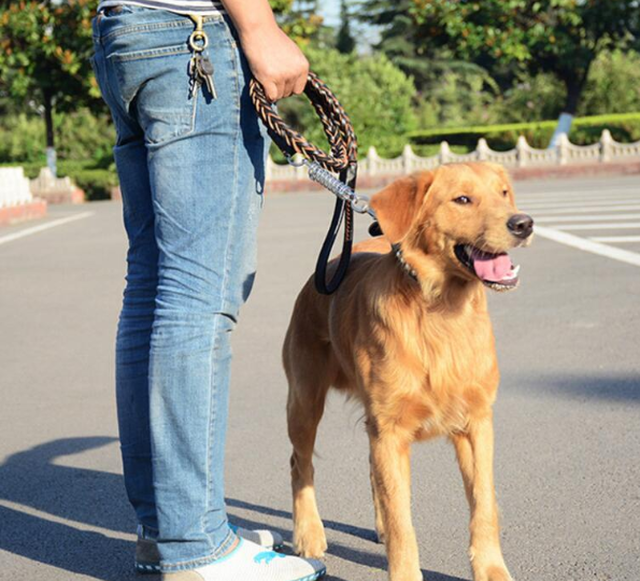 犬用 本革 リード 首輪 中型犬 大型犬用 お散歩けん引ロープ 首輪 大型犬 中型犬 丈夫 長持ち ワンちゃん用セレクトショップワンワンダフル