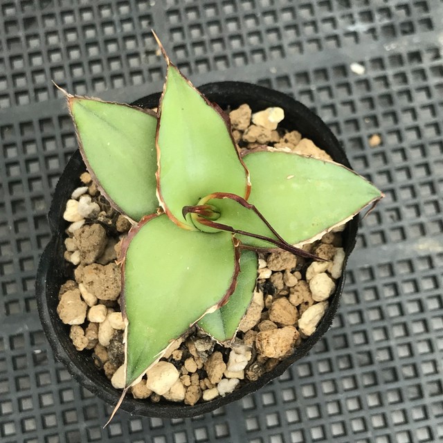 アガベ チャザロイ 輸入種子発芽苗 多肉アン