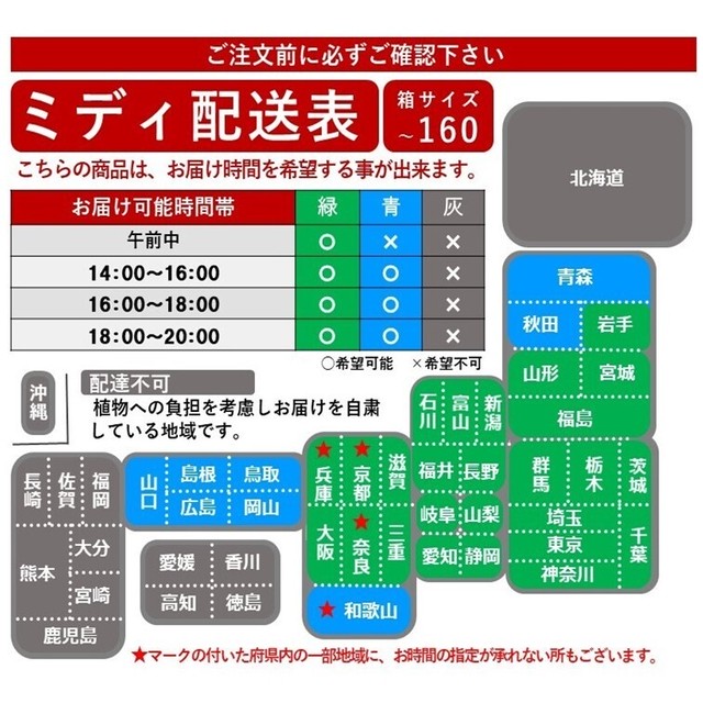 胡蝶蘭 ギフト ミディ スーパーアマビリス 2本立 ラッピング付き 誕生日 開店 新築 就任 お祝い お礼 モテギ洋蘭園