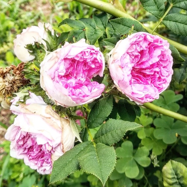 2021年度新苗のご紹介！ その１ | 「天空のバラ園」Celestial-Roses