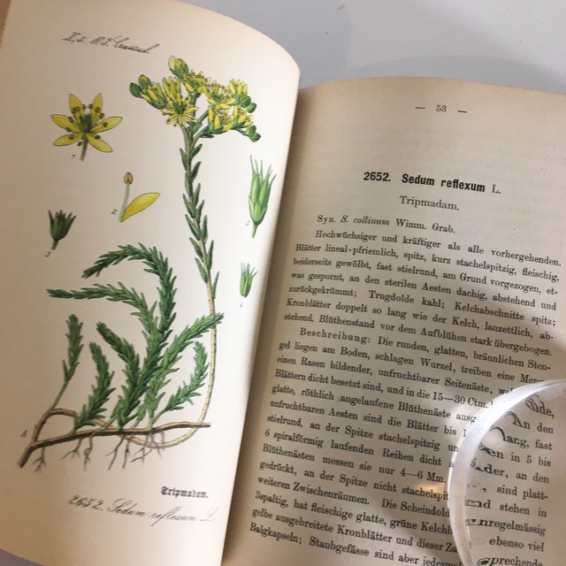 Ernst Hallier ドイツの植物図鑑 Vol 26 カラープレート72枚 1800年後半 クロモリトグラフ べるりんのーと