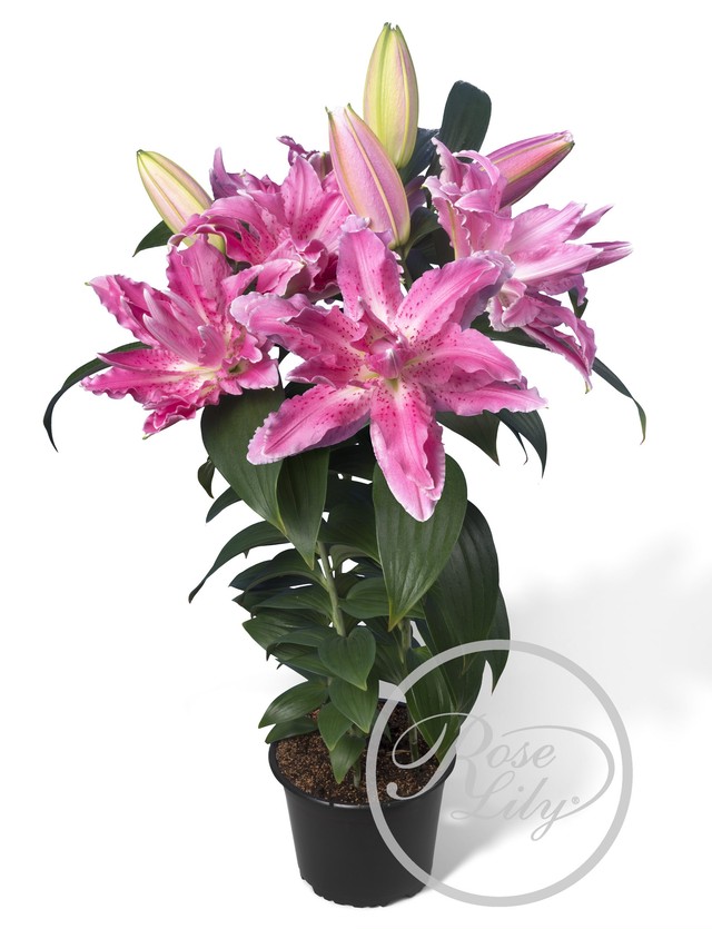 21球 オリエンタルユリ 春植え八重ゆり球根幸せセット 21球 7品種 3 送料無料 にたばるゆりの花ネットショップ