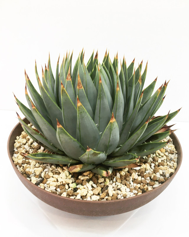 アロエ ポリフィラ Aloe Polyphylla 0513 Spg For Sale