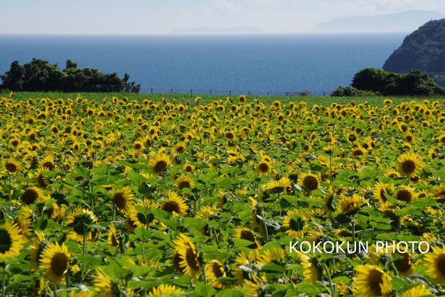 ひまわりと海 Kokokunphoto