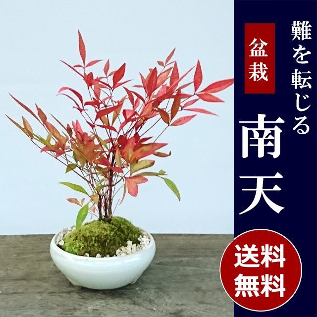 送料無料 北海道 九州 沖縄は６６０円 紅葉がきれい いにしえの和をお届けします 南天の盆栽 万古焼白陶器鉢 みどり屋 和草 にこぐさ