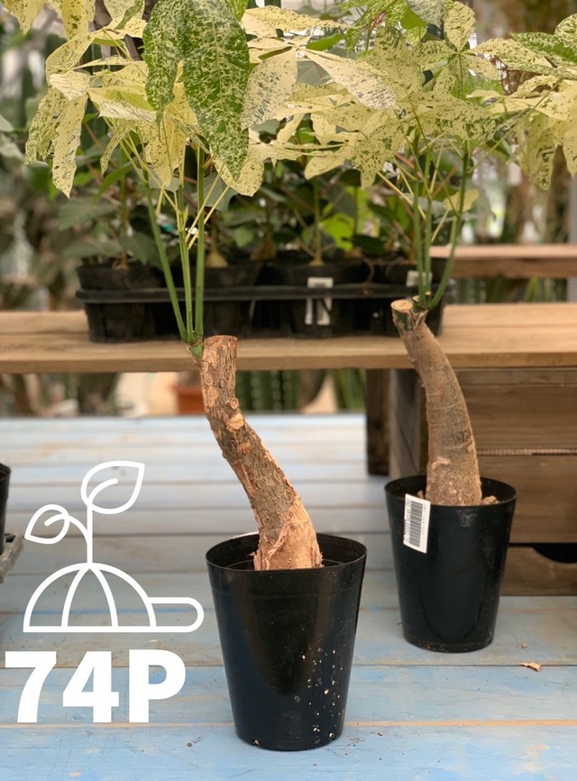 中くらいのサイズ 50センチ 1センチ Green Store 5p