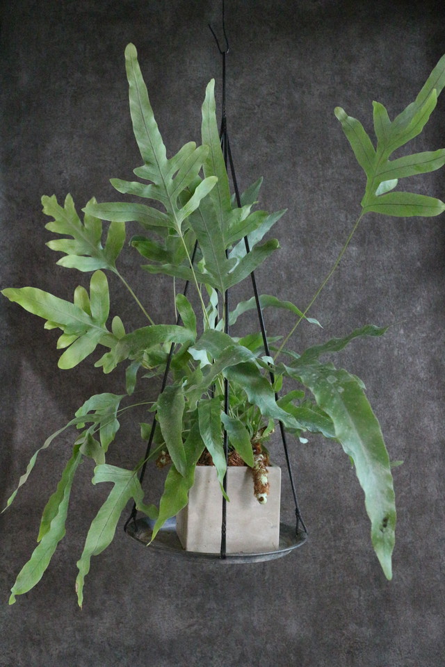 フレボディウム オーレウム ブルースター Plant Place付き Jujumaru Webshop