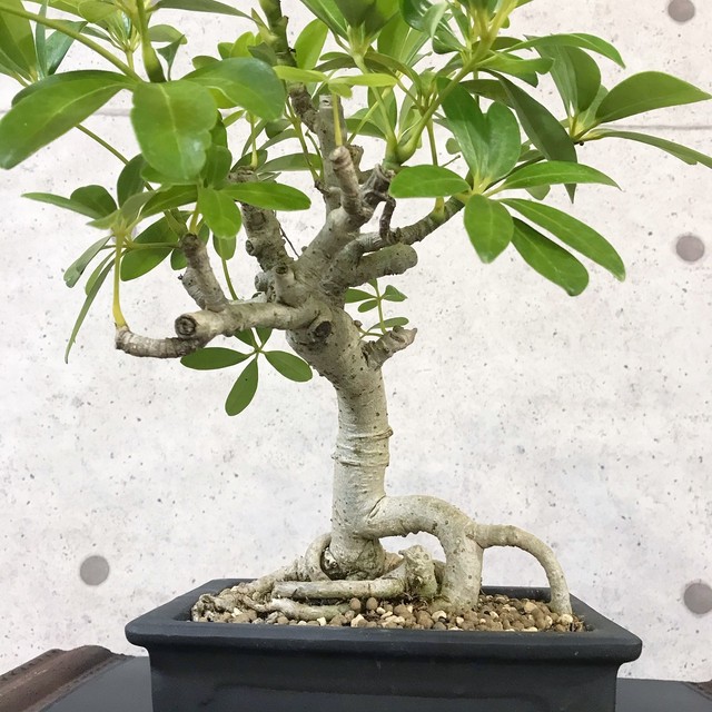 シェフレラ盆栽 観葉植物 S1 Bonsai 鉄と山 シェフレラ盆栽 観葉植物 S1 Bonsai 鉄と山