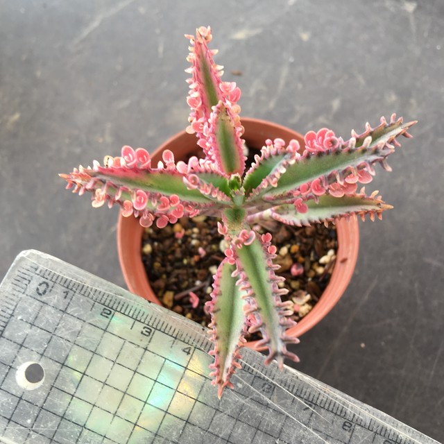 不死鳥錦 Rupo 多肉植物専門店