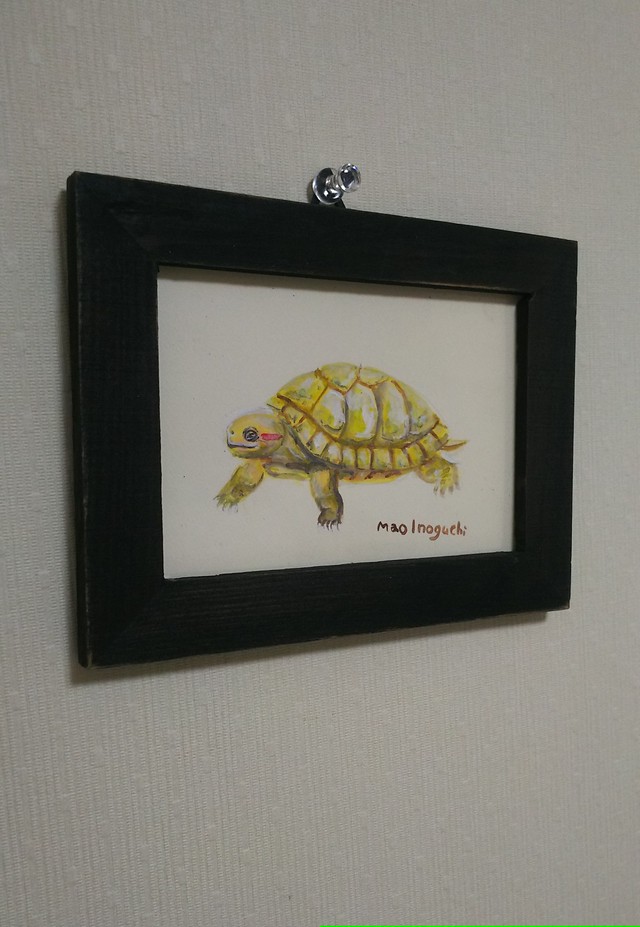 ミドリガメ アルビノ イラスト のんびり堂