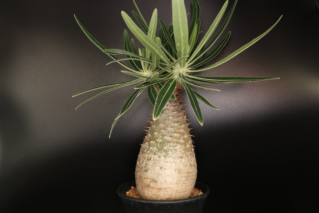 パキポディウム グラキリス Pachypodium Gracilus コーデックス 塊根植物 Bios Plants