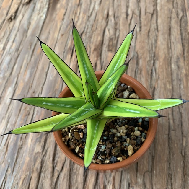 多肉植物 笹の雪黄覆輪 輝山 B Agave Victoriae Reginae Variegata 京都 おむろ Yuukiesgarden ゆうきいずがあでん