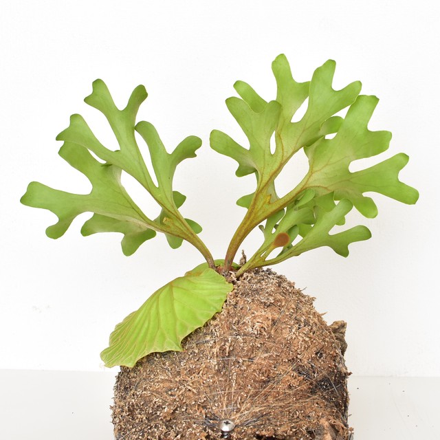 Platycerium Ridleyi ビカクシダ リドレイ コルク仕立て コウモリラン 宙花sorahana